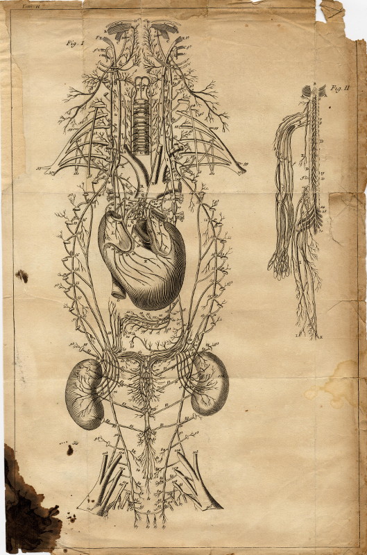 afbeelding van prent Anatomische prent van nn (Geneeskunde, )