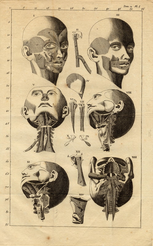 afbeelding van prent Anatomische prent van spieren op het hoofd van nn (Geneeskunde, )