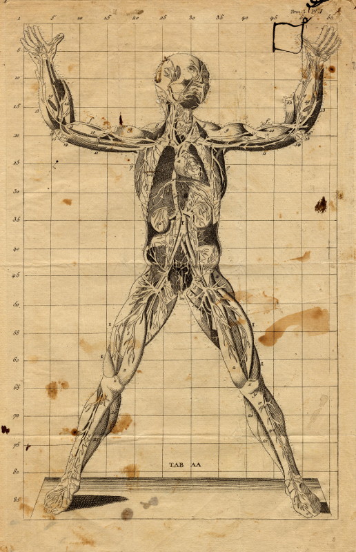 afbeelding van prent Anatomiscshe prent van nn (Geneeskunde, )
