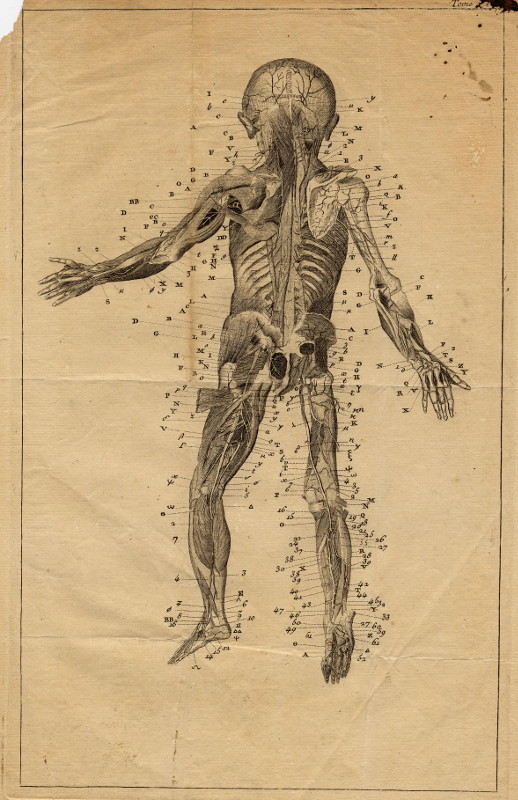 afbeelding van prent Anatomische prent van een kind van nn (Geneeskunde, )