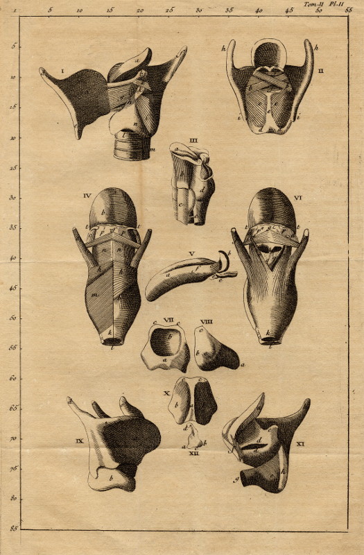 afbeelding van prent Anatomische prent van nn (Geneeskunde, )