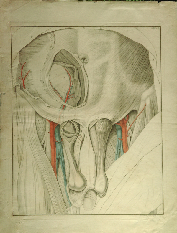 afbeelding van prent Anatomische prent van Johann Friedrich Schröter (Geneeskunde, )