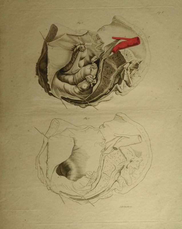 afbeelding van prent Anatomische prent van Johann Friedrich Schröter (Geneeskunde, )