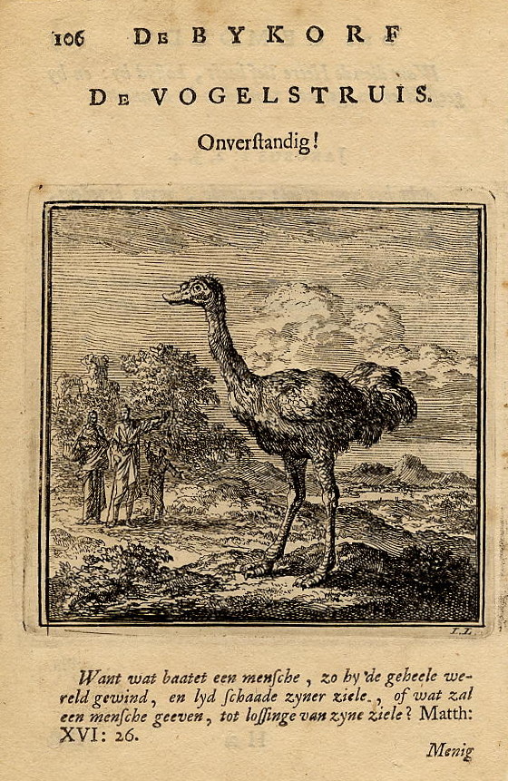 afbeelding van prent De Vogelstruis van Jan Luyken (Vogel, )