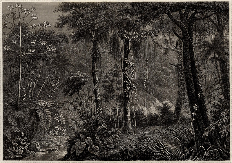 afbeelding van prent Urwald-Scenerie in Brasilien van nn