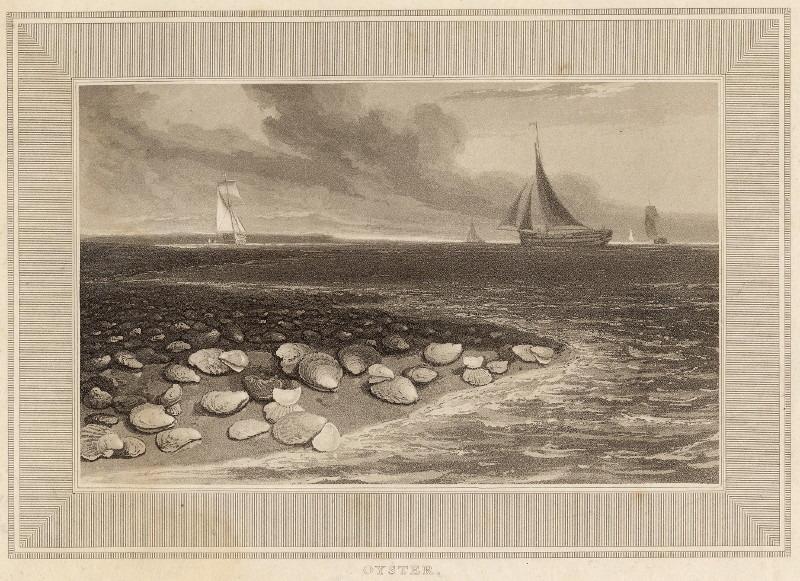 afbeelding van prent Oyster van W. Daniell (Vis, )