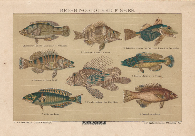afbeelding van prent Bright-coloured Fishes van nn (Vis, )