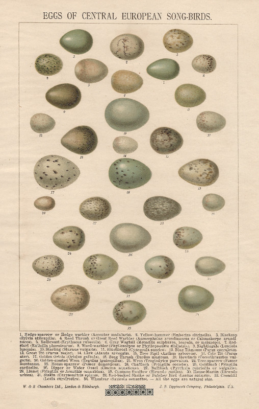 afbeelding van prent Eggs of Central European Song-Birds van nn (Vogel, )