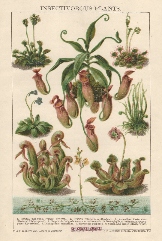 afbeelding van prent Insectivorous Plants van nn