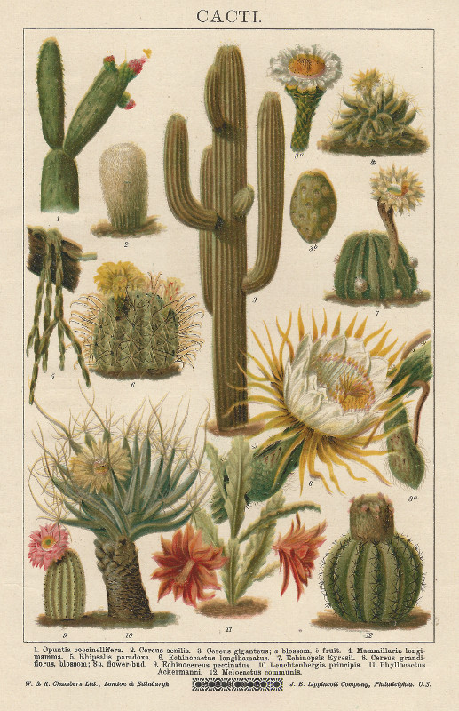 afbeelding van prent Cacti van nn