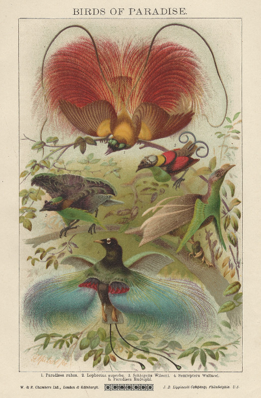 afbeelding van prent Birds of Paradise van nn (Vogel, )