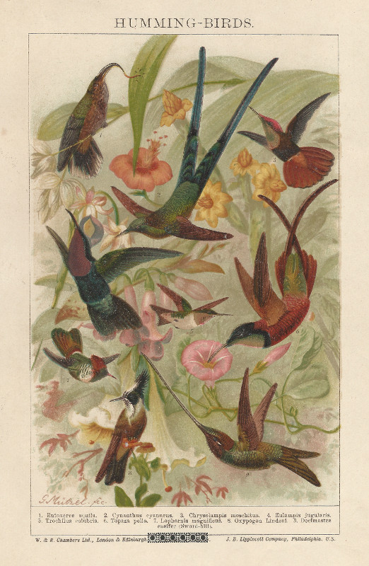 afbeelding van prent Humming - Birds van G. Mutzel (Vogel, )