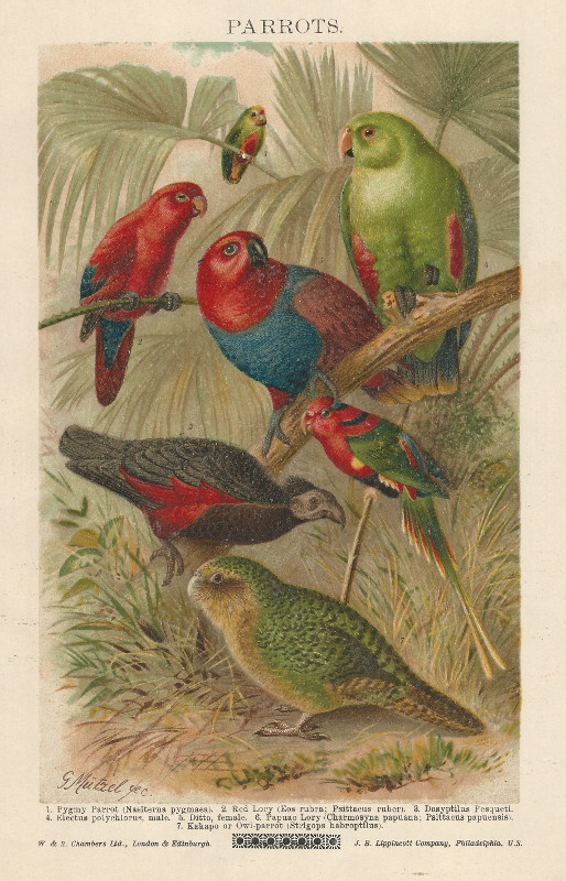 afbeelding van prent Parrots van G. Mutzel (Vogel, )