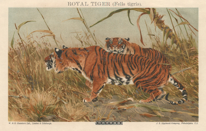 afbeelding van prent Royal Tiger (Felis Tigris) van R. Fries (Kat en katachtige, )