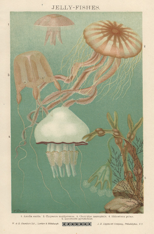 afbeelding van prent Jelly-fishes van Dr. Etzold