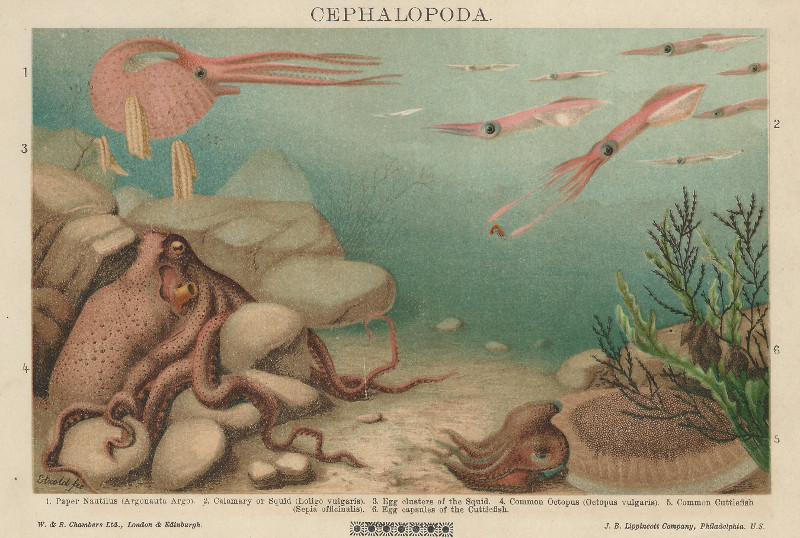 afbeelding van prent Cephalopoda van Dr. Etzold
