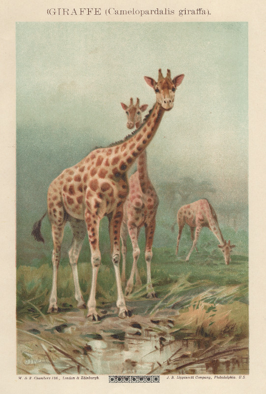 afbeelding van prent Giraffe (Camelopardalis giraffa) van nn