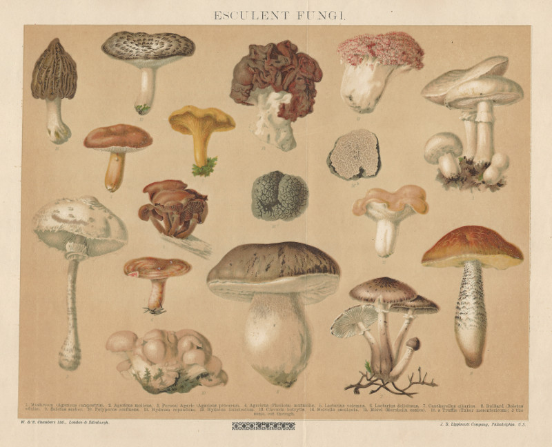 afbeelding van prent Esculent Fungi van nn
