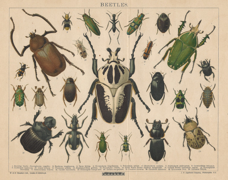 afbeelding van prent Beetles van nn (Insect, )
