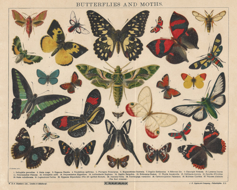 afbeelding van prent Butterflies and moths van Alexander Reichert (Insect, )