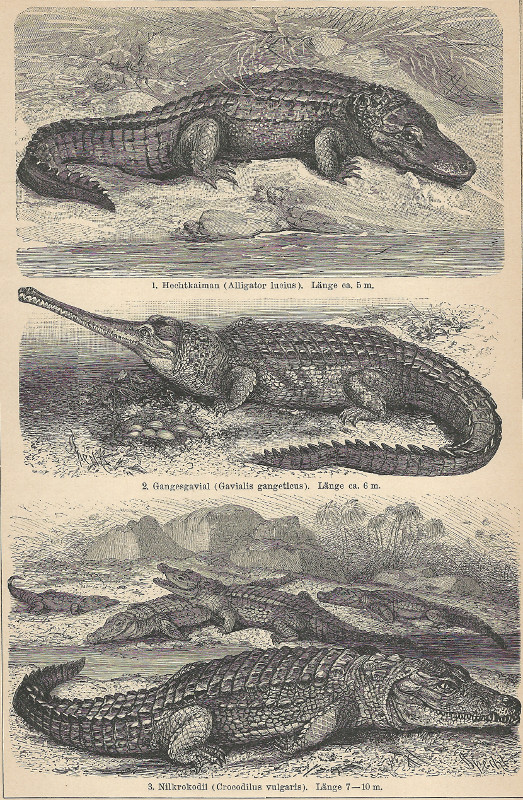 afbeelding van prent Krododile. 1. Hechtkaiman; 2. Gangesgavial; 3. Nilkrokodil van F.A. Brockhaus (Krokodil, )