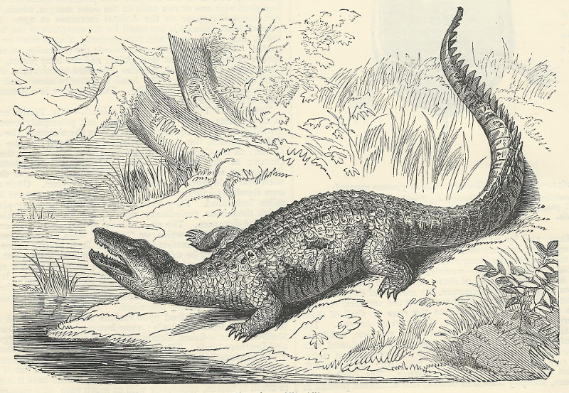 afbeelding van prent The Alligator van nn (Krokodil, )