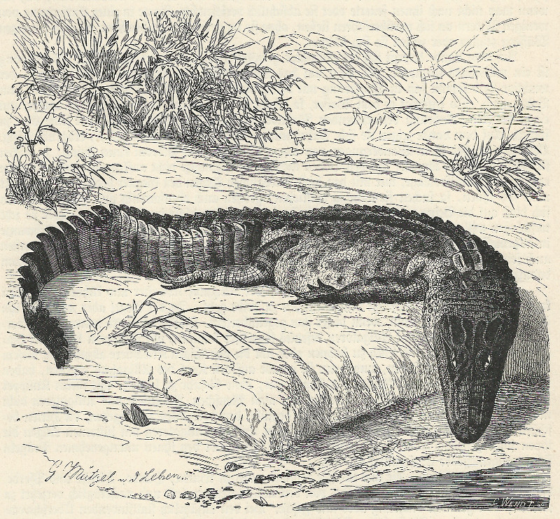 afbeelding van prent Hechtalligator  van C. Wendt, G. Mutzel (Krokodil, )