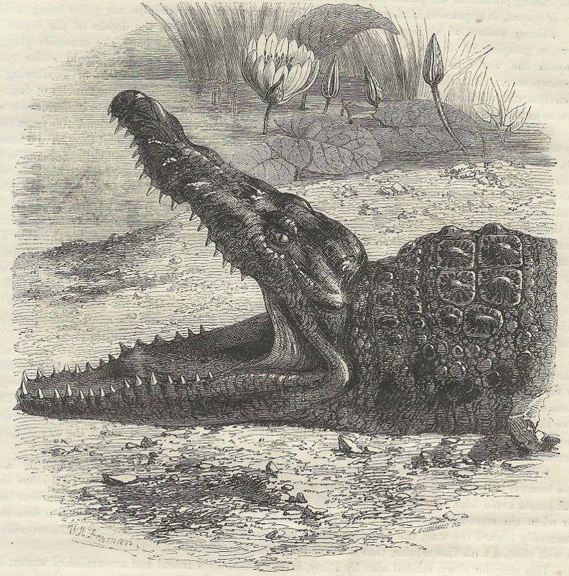 afbeelding van prent Head of the crocodile of the Nile van W.H. Freeman, A. Gusmand (Krokodil, )