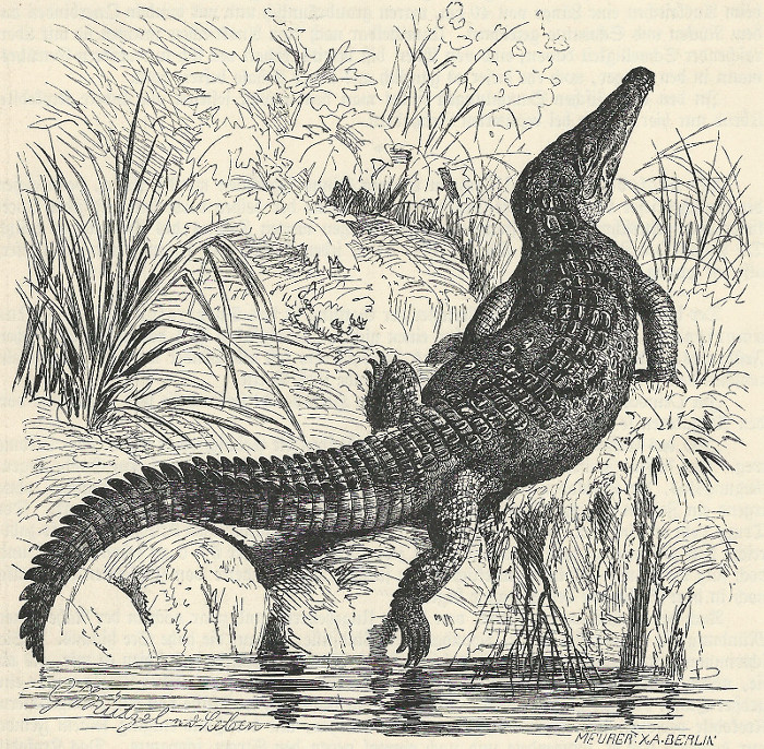 afbeelding van prent Spitzkrokodil (Crocodilus americanus) van G. Mutzel, Meurer X.A. Berlin (Krokodil, )