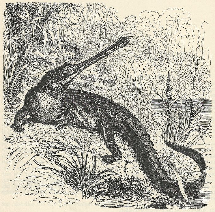 afbeelding van prent Gavial (Gavialis gangeticus) van G. Mutzel (Krokodil, )