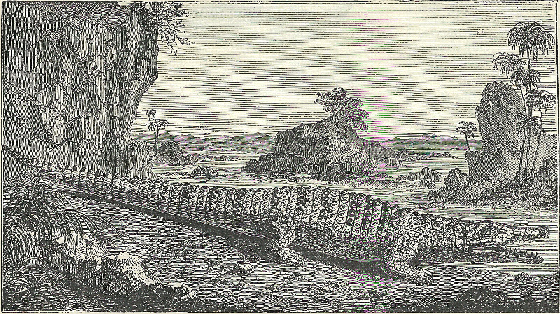 afbeelding van prent The Common Crocodile van nn (Krokodil, )
