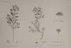 Prent H.N. Botanique: P30: 1. Euphorbia Calendulaefolia, 2. Euphobia Alexandrina, 3. Euphorbia Punctata...