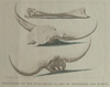 thmbnail of Herssenpan van een zeer grote os, met de beenderen der hoorne