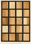 Prent Radial Sections of Tropical Woods