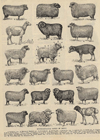Prent Representative Types of Sheep