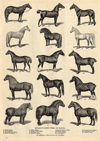 Prent Representative Types of Horses