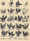 thmbnail of Representative Types of Fowls
