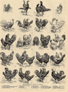 Prent Representative Types of Fowls