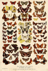 Prent Butterflies and Moths of America and Europe