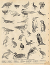 Afbeelding van de prent Types of Game, Marine, And Fresh-water Birds Prent Types of Game, Marine, And Fresh-water Birds