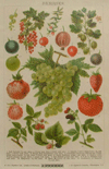 thmbnail of Berries