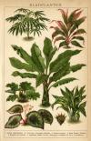Afbeelding van de prent Bladplanten Prent Bladplanten