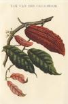 thmbnail of Tak van een Cacaoboom