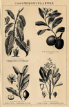 thmbnail of Caoutchoucplanten