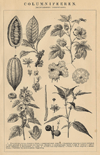 Prent Columnifeeren (Dicotyledonen, Choriptetalen)