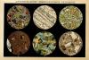 thmbnail of Dunnschliffe, Mikroskopisch vergroot