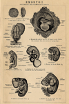 Prent Embryo I