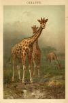 Prent Giraffe