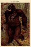 thmbnail of Gorilla