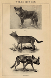 thmbnail of Wilde Honden
